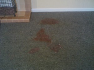 Dirt and stains in the carpet